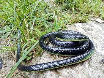 フィギュア　ヘビ　ブラック　45cm フィギュア ヘビ ブラック 45cm 楽天市場】ヘビ フィギュア